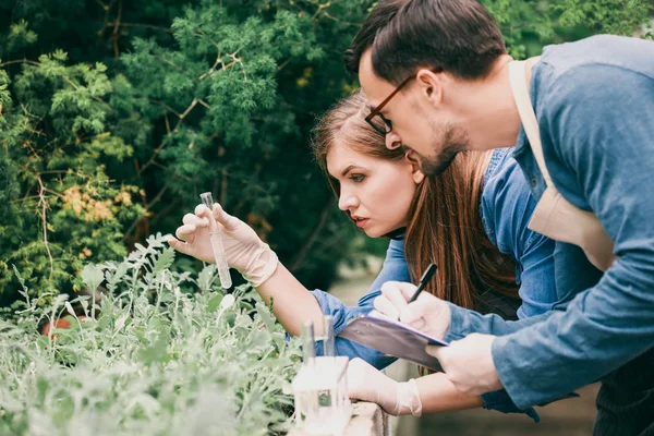 Young agricultural engineers working in greenhouse — Stock Photo, Image