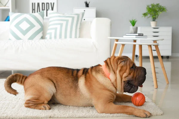 Cão Shar-Pei bonito brincando com brinquedo em casa — Fotografia de Stock