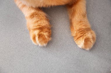 Evde sevimli Farsça kedi Pençeleri