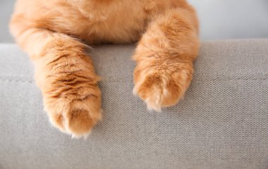 Evde Sevimli Farsça kedi, closeup