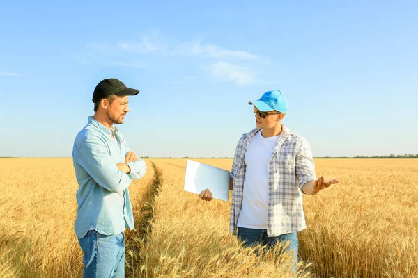 Чоловіки-фермери, що працюють на пшеничному полі — стокове фото