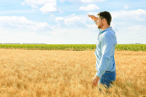 Male farmer working in wheat field — Stock Photo, Image