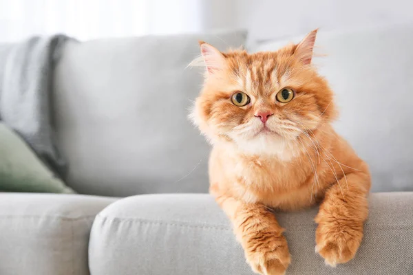 ソファに横たわっているかわいいペルシャの猫 — ストック写真