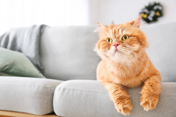 Cute Persian cat lying on sofa — Stock Photo, Image