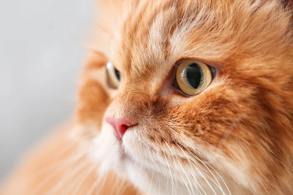 Cute Persian cat at home, closeup — Stock Photo, Image