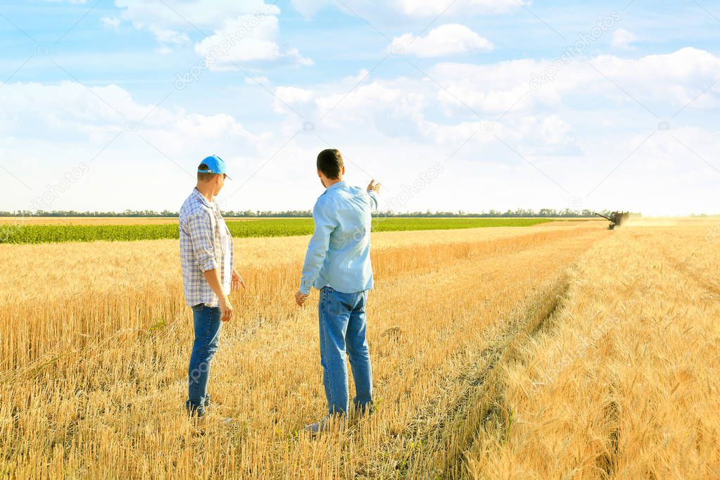 Male farmers working in wheat field