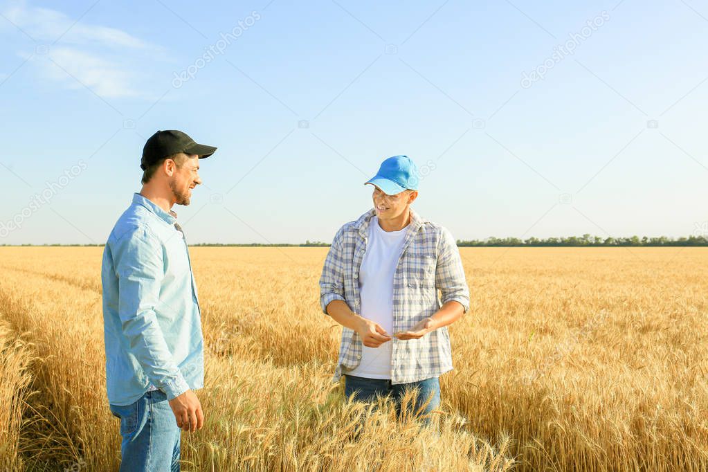 Male farmers working in wheat field