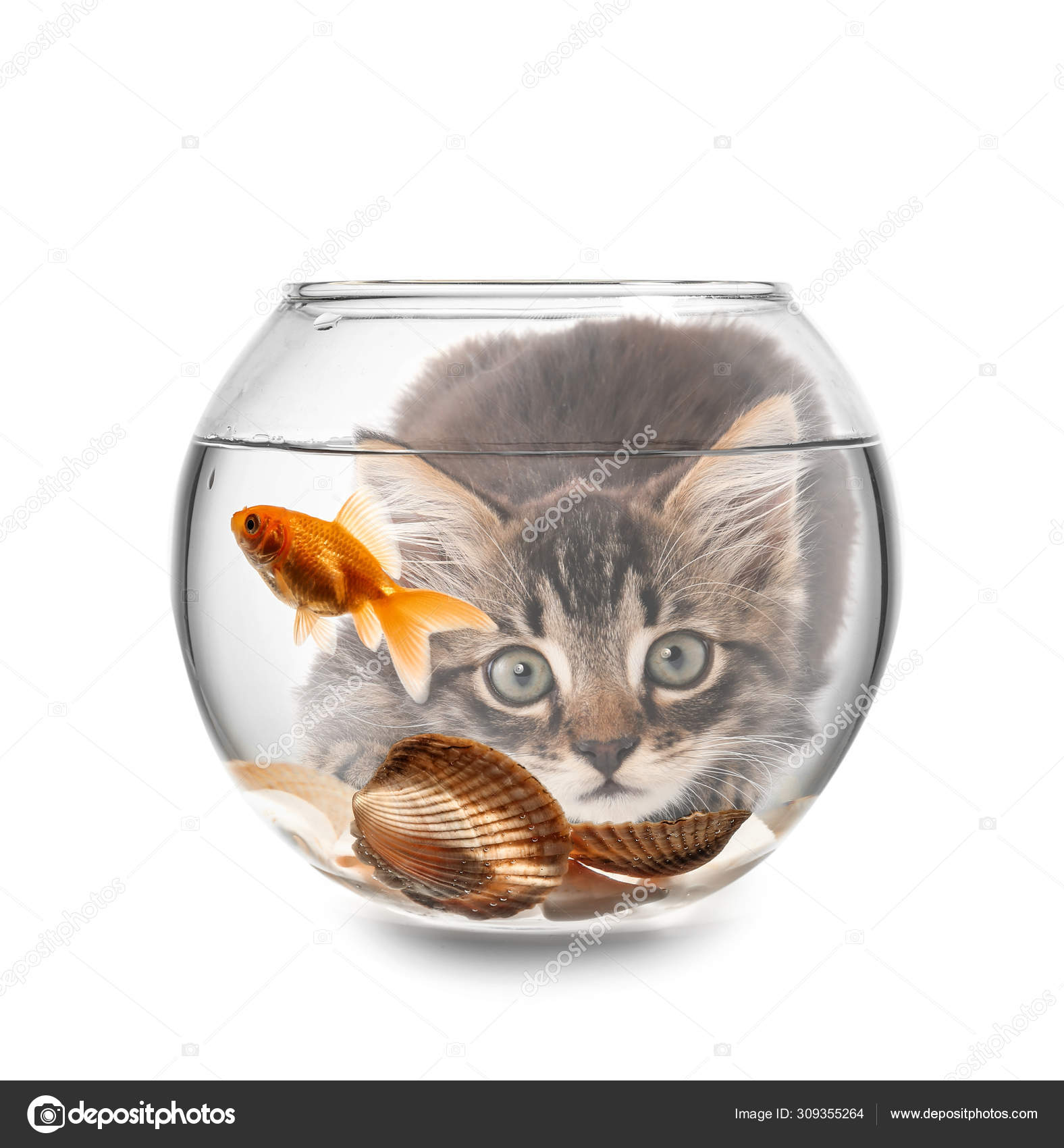Sherlock Holmes Beschikbaar optocht Cute kitten looking at fish in aquarium against white background Stock  Photo by ©serezniy 309355264