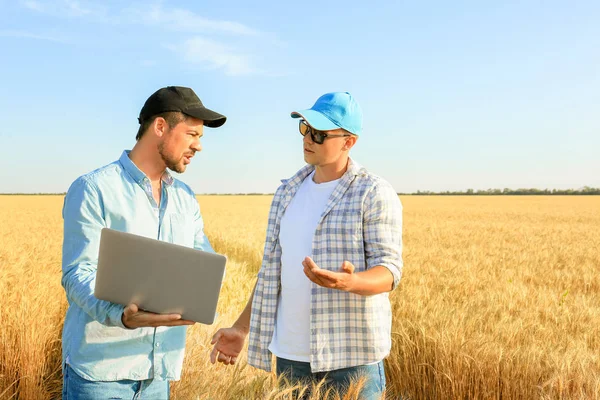 Male farmers working in wheat field — Stock Photo, Image