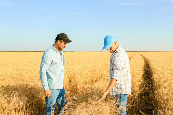 Agricultores do sexo masculino que trabalham no campo de trigo — Fotografia de Stock