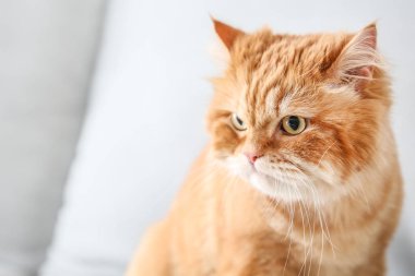 Evde Sevimli Farsça kedi