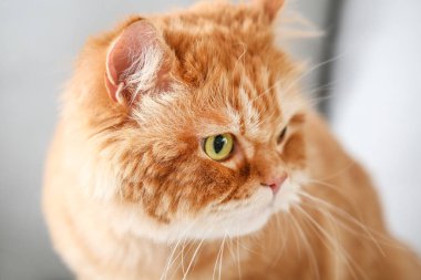 Evde Sevimli Farsça kedi