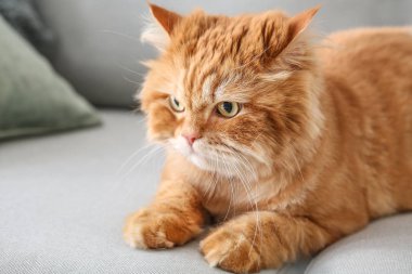 Sevimli Farsça kedi evde kanepeüzerinde yatan