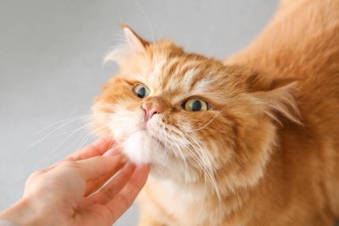 Sahibi evde sevimli kedi okşayarak