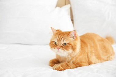 Sevimli Pers kedi evde yatakta yatan