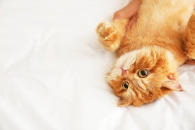 Sahibi evde sevimli kedi ile oynarken