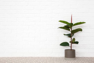 Beyaz tuğla duvara yakın tencerede Tropikal bitki