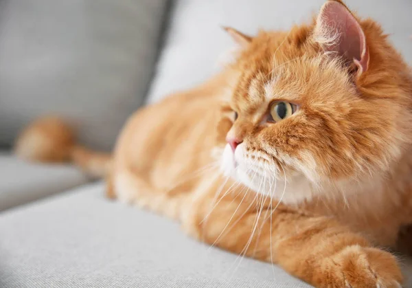 自宅でかわいいペルシャ猫 — ストック写真
