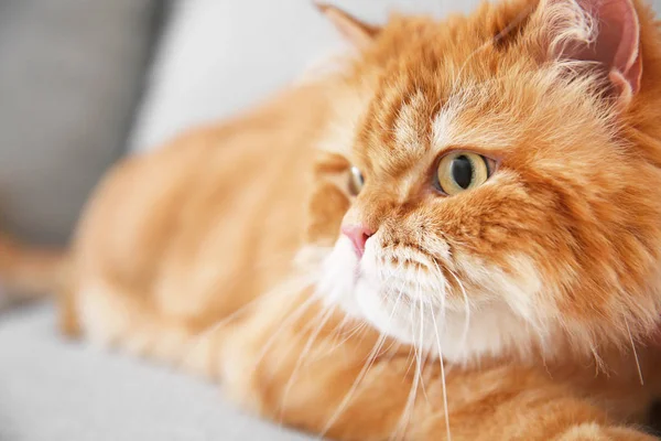 自宅でかわいいペルシャ猫、クローズアップ — ストック写真