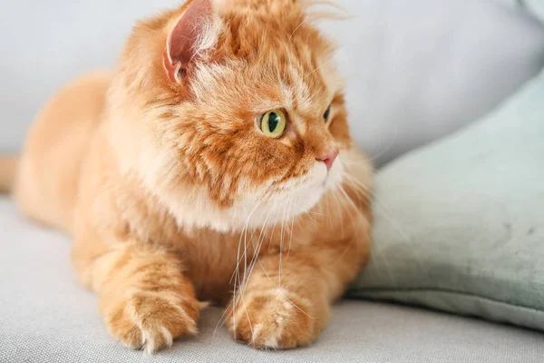 Schattige Perzische kat thuis — Stockfoto