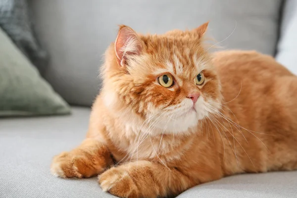 Schattige Perzische kat liggend op de Bank thuis — Stockfoto