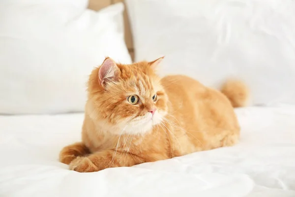 Cute Persian cat lying on bed at home — Stock Photo, Image