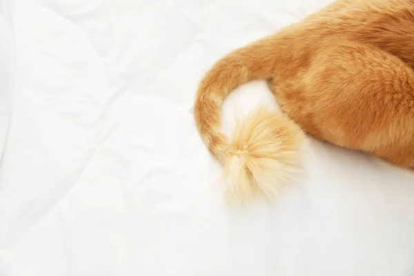 Симпатичні персидський кіт лежав на ліжку вдома — стокове фото