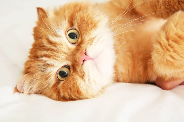 Schattige Perzische kat liggend op bed thuis — Stockfoto
