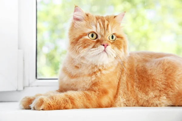 Cute Persian cat lying on window sill at home — Stock Photo, Image
