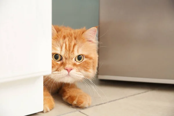 Lindo gato persa en casa — Foto de Stock