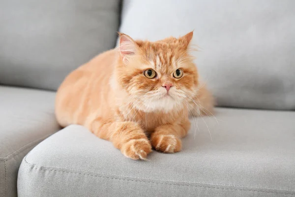 Cute Persian cat on sofa at home — Stock Photo, Image