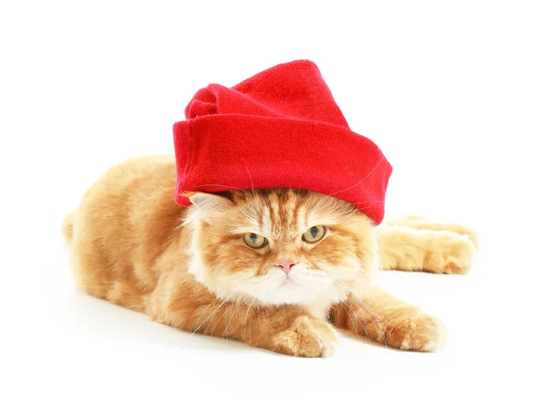 Gato persa vermelho bonito em chapéu de malha no fundo branco — Fotografia de Stock