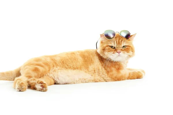 흰색 배경에 선글라스와 귀여운 빨간 페르시아 고양이 — 스톡 사진