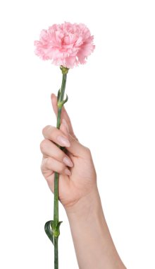 Beyaz arka plan üzerinde güzel karanfil çiçek ile Kadın el