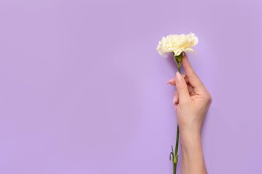 Renkli arka planda karanfil çiçeği olan kadın eli.