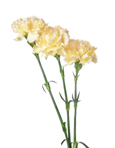 Lindas flores de cravo no fundo branco — Fotografia de Stock