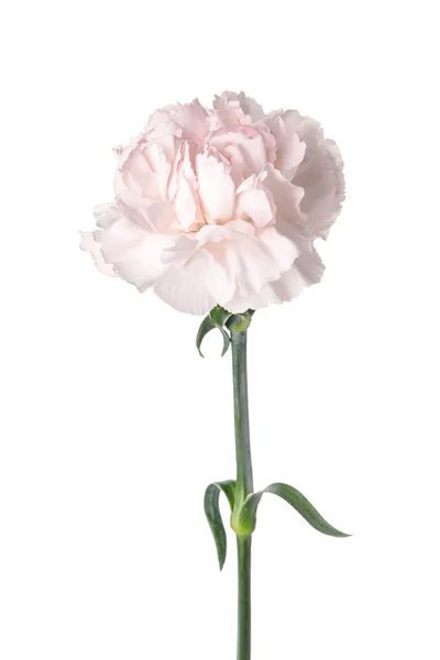 Bellissimo fiore di garofano su sfondo bianco — Foto Stock