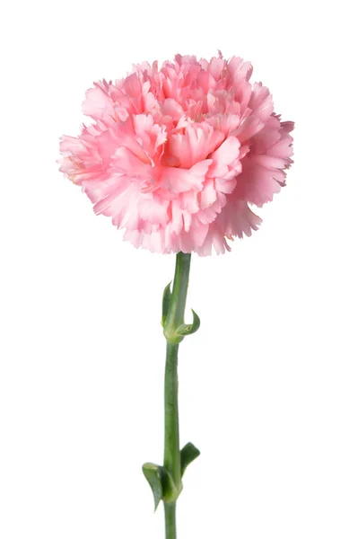 Hermosa flor de clavel sobre fondo blanco — Foto de Stock