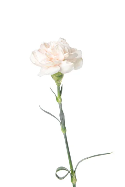 Bela flor cravo no fundo branco — Fotografia de Stock