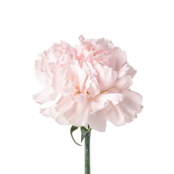 Beautiful carnation flower on white background — Stock Photo, Image