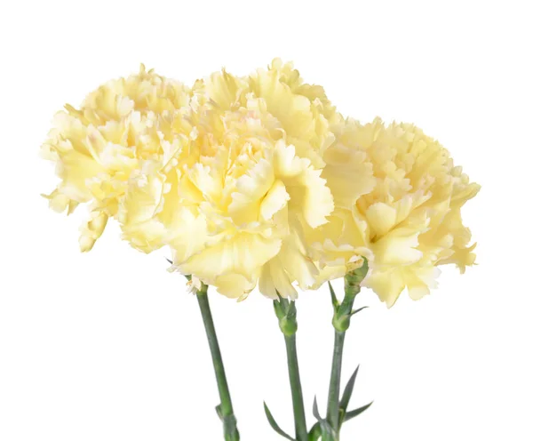 하얀 배경의 아름다운 카네이션 꽃들 — 스톡 사진