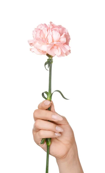 Female hand with beautiful carnation flower on white background — Stock Photo, Image