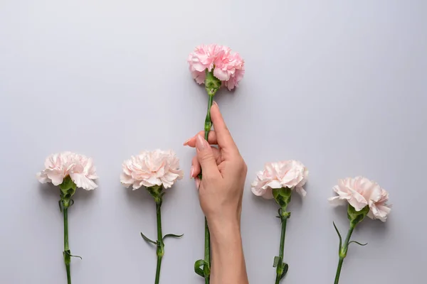 Női kéz gyönyörű szegfű virágok szürke háttér — Stock Fotó