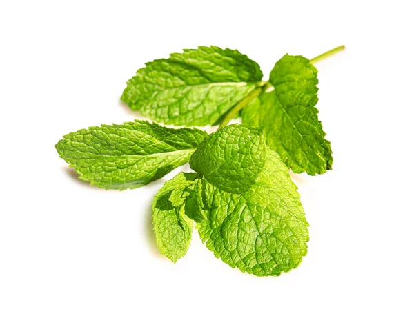 Fresh green mint on white background — Stock Photo, Image