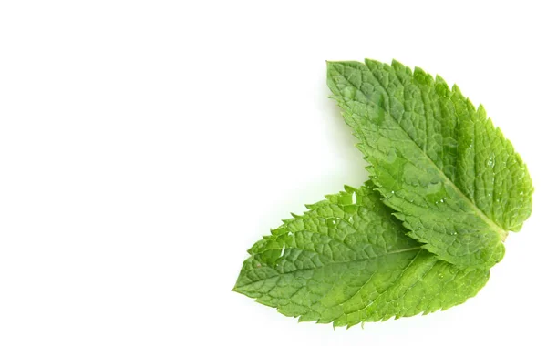 Hojas de menta verde fresca sobre fondo blanco — Foto de Stock