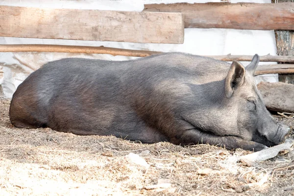 Niedliches schlafendes Schwein auf Bauernhof — Stockfoto