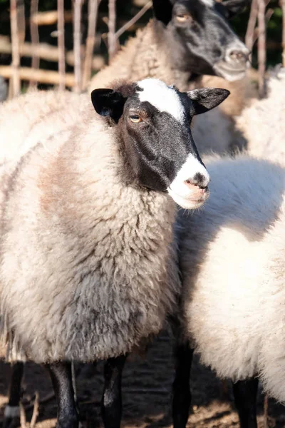 Mignon mouton drôle à la ferme — Photo