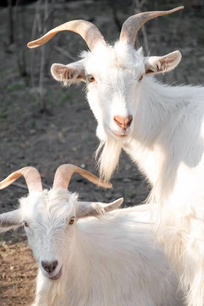 Lindas cabras divertidas en la granja — Foto de Stock