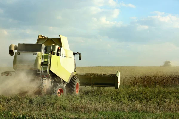 Combine harvester in sunflower field — Stock Photo, Image