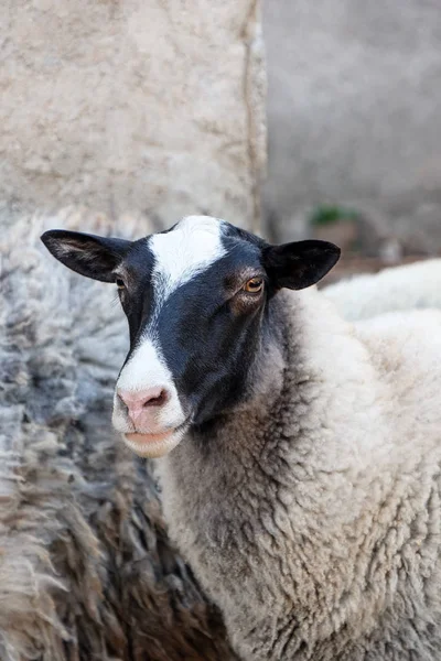 Cute funny sheep on farm Stock Photo